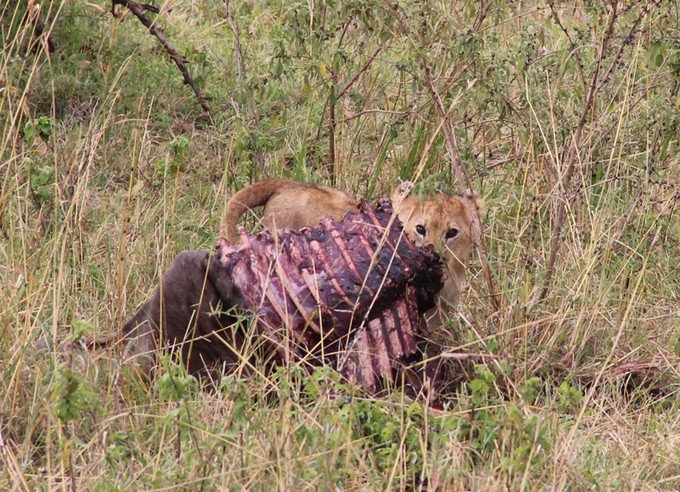 肯尼亚5天难忘的野生动物园,肯尼亚野生动物之旅