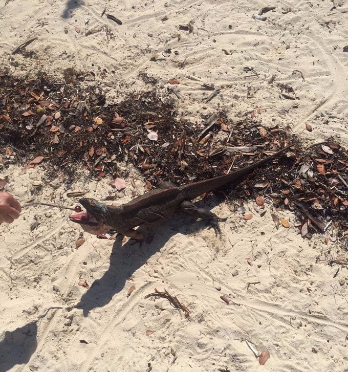 巴哈马旅游风景2020,巴哈马海滩旅游攻略