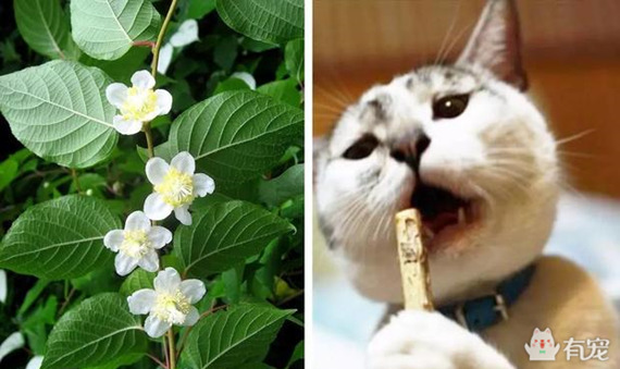 动物吸毒 (动物吸毒会上瘾么)