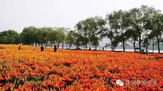 沈阳最新赏花地点,沈阳周边自驾赏花