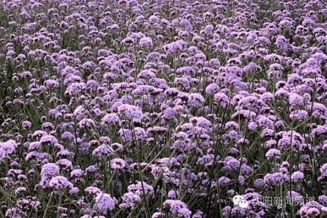 沈阳最新赏花地点,沈阳周边自驾赏花