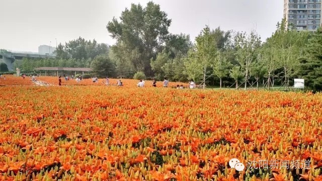 沈阳最新赏花地点,沈阳周边自驾赏花