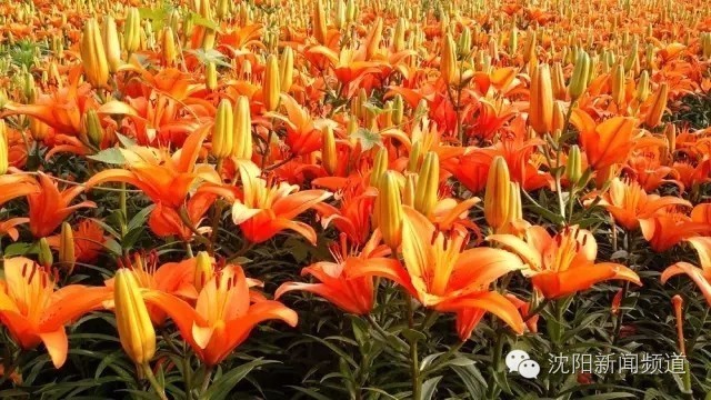 沈阳最新赏花地点,沈阳周边自驾赏花