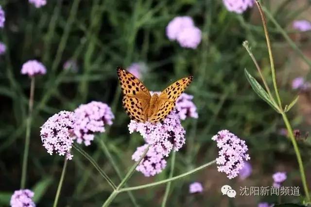 沈阳最新赏花地点,沈阳周边自驾赏花