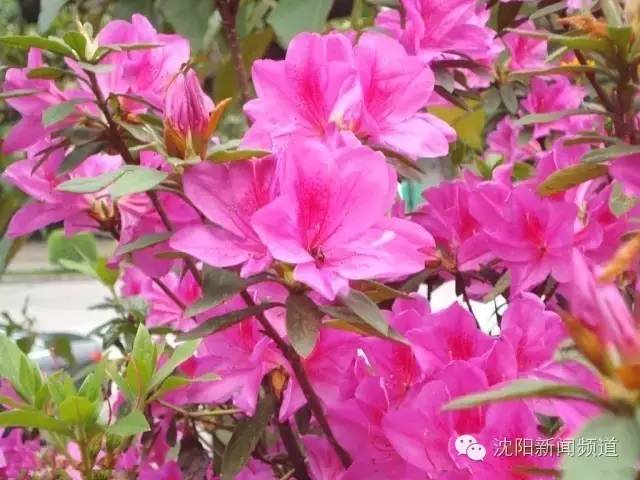 沈阳最新赏花地点,沈阳周边自驾赏花