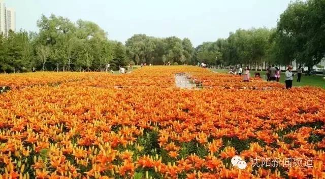 沈阳最新赏花地点,沈阳周边自驾赏花