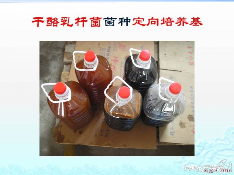 乳酸菌扩培流程,乳酸菌的扩培方法视频