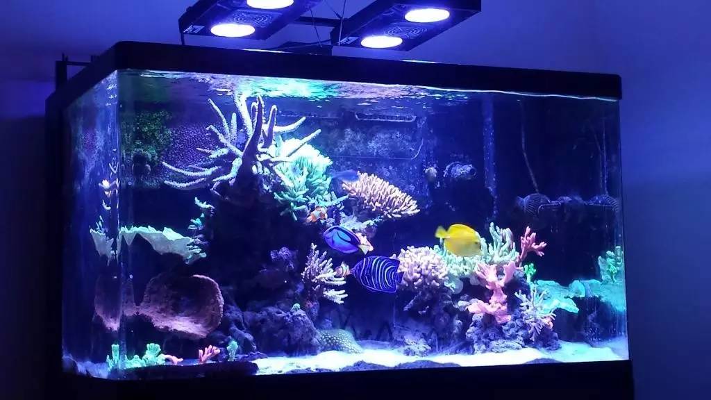 北欧古法缸,记录原生缸养鱼过程