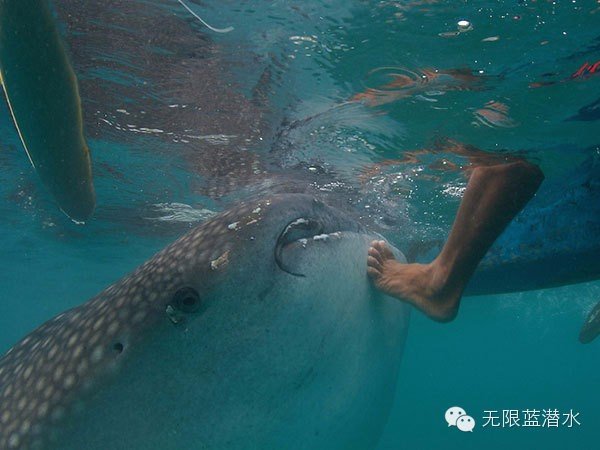 【自助婚纱】菲律宾杜马盖地地区9天8夜蜜月游-详细攻略+大量自拍婚纱照