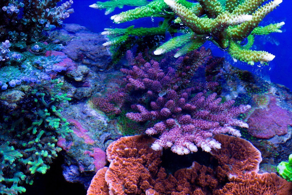 北欧古法缸,记录原生缸养鱼过程