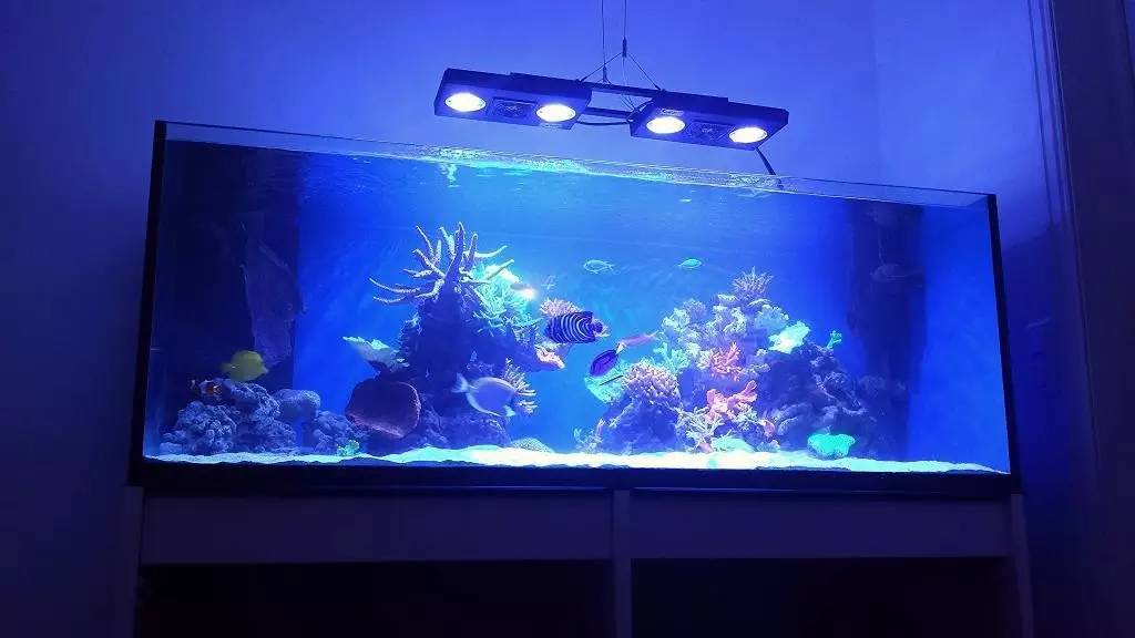 北欧古法缸,记录原生缸养鱼过程