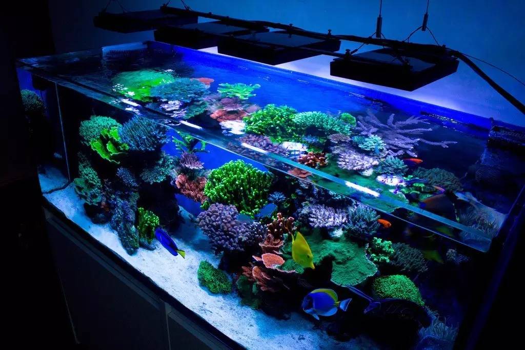 北欧古法缸,记录原生缸养鱼过程