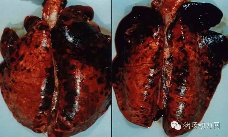 技术传染性胸膜性肺炎的猪病图谱（25张图片，值得收藏）