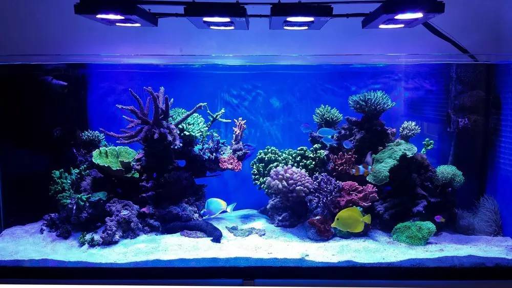 北欧古法缸,记录原生缸养鱼过程