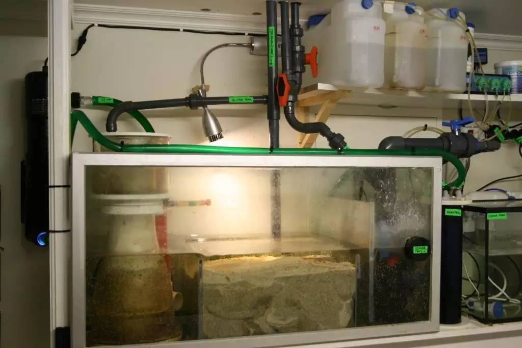 北欧古法缸,记录原生缸养鱼过程