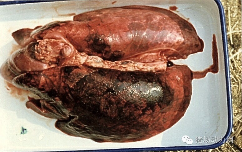 技术传染性胸膜性肺炎的猪病图谱（25张图片，值得收藏）