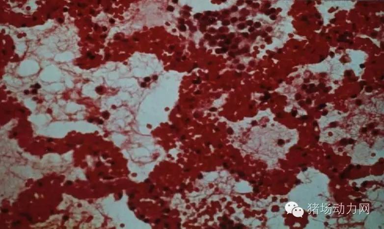 技术传染性胸膜性肺炎的猪病图谱（25张图片，值得收藏）