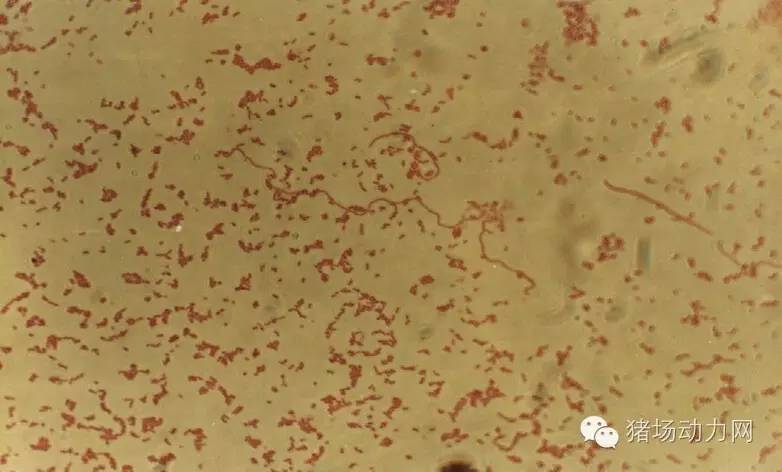 技术传染性胸膜性肺炎的猪病图谱（25张图片，值得收藏）