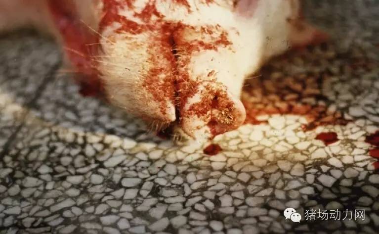 技术传染性胸膜性肺炎的猪病图谱（25张图片，值得收藏）