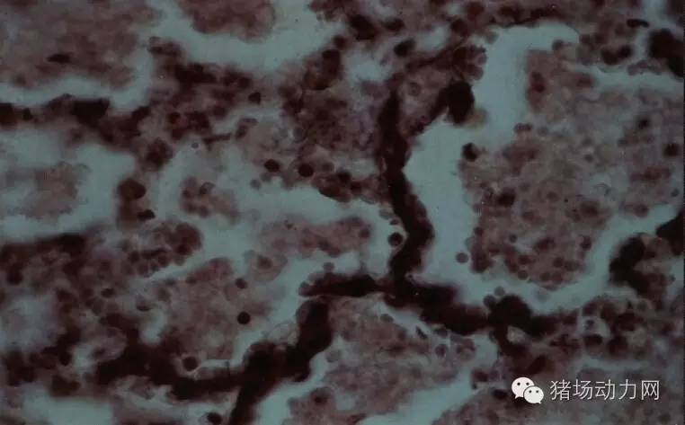 技术传染性胸膜性肺炎的猪病图谱（25张图片，值得收藏）