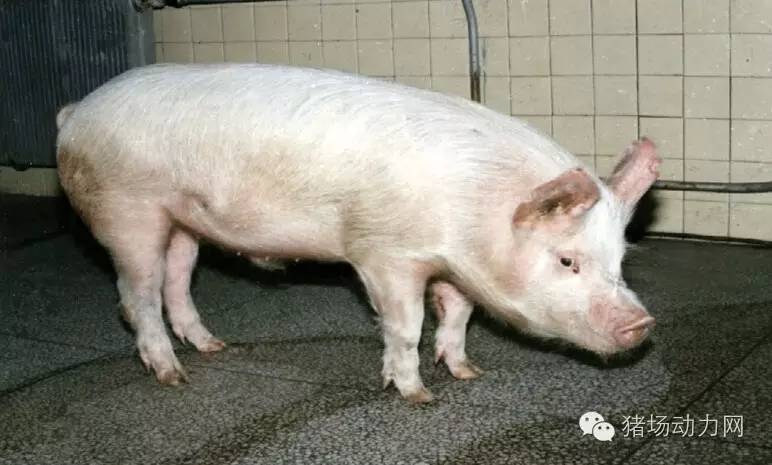 技术传染性胸膜性肺炎的猪病图谱（25张图片，值得收藏）