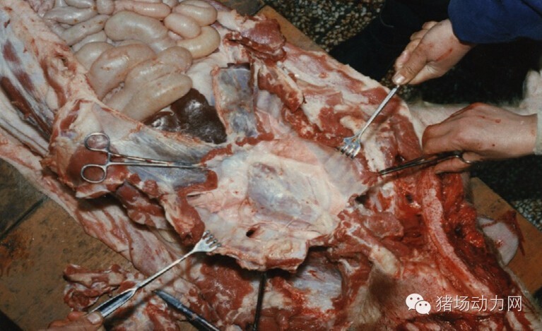 技术传染性胸膜性肺炎的猪病图谱（25张图片，值得收藏）