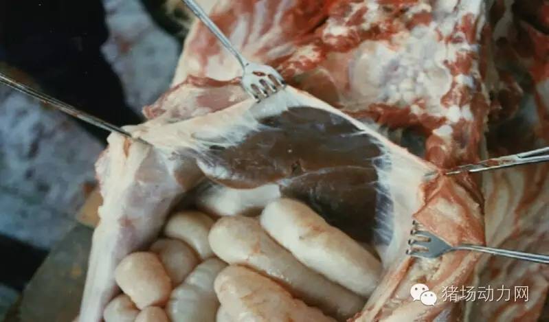 技术传染性胸膜性肺炎的猪病图谱（25张图片，值得收藏）