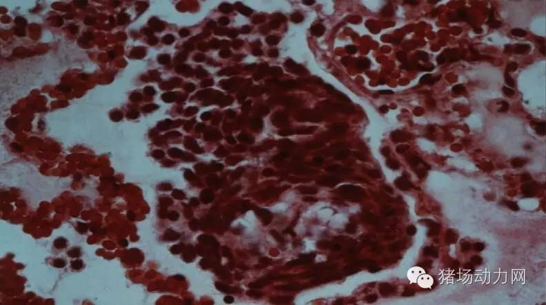 技术传染性胸膜性肺炎的猪病图谱（25张图片，值得收藏）