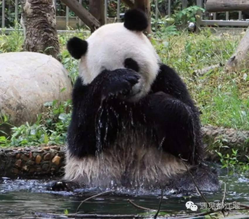 游玩都江堰攻略,强烈推荐都江堰雨天旅游攻略