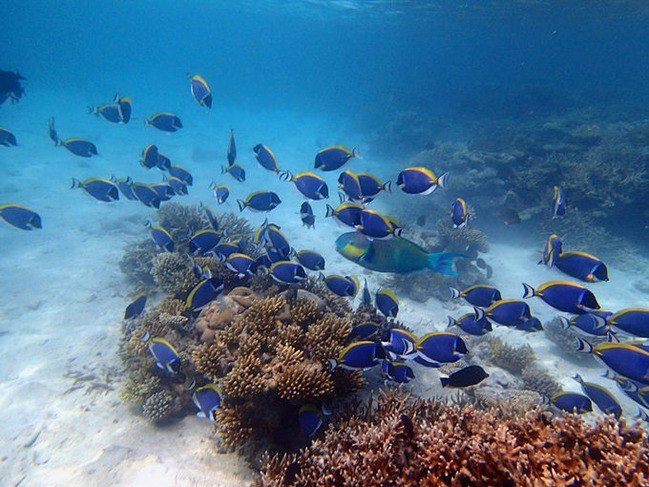 马尔代夫莉莉岛怎么玩,马尔代夫莉莉岛出海项目