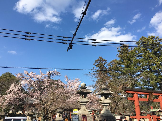 16年的大阪,京都樱花2016