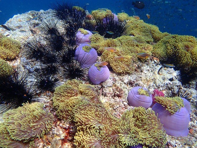 马尔代夫莉莉岛怎么玩,马尔代夫莉莉岛出海项目