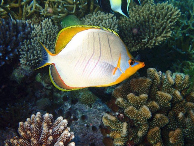 马尔代夫莉莉岛怎么玩,马尔代夫莉莉岛出海项目