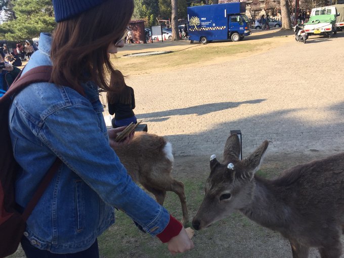 16年的大阪,京都樱花2016