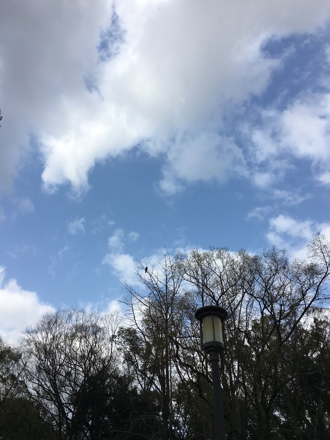 16年的大阪,京都樱花2016