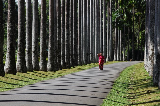 锡兰，九野，春天里@2016