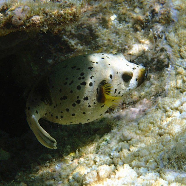 马尔代夫莉莉岛怎么玩,马尔代夫莉莉岛出海项目