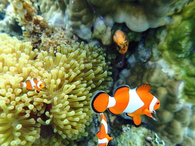 马尔代夫莉莉岛怎么玩,马尔代夫莉莉岛出海项目