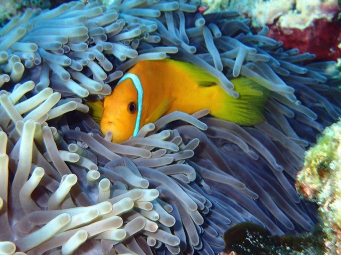 马尔代夫莉莉岛怎么玩,马尔代夫莉莉岛出海项目