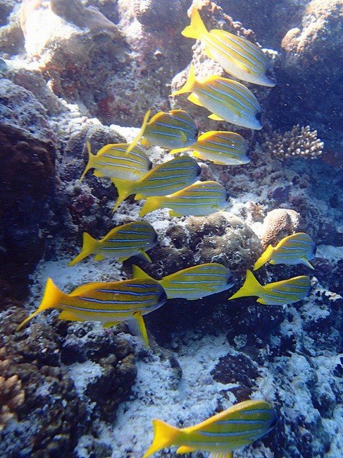 马尔代夫莉莉岛怎么玩,马尔代夫莉莉岛出海项目