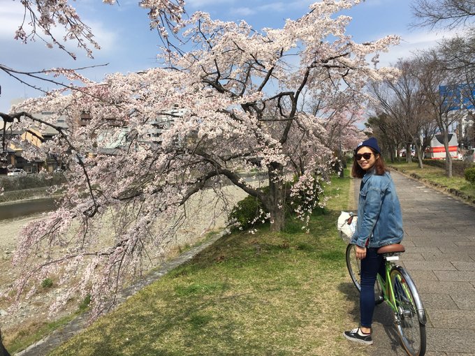 16年的大阪,京都樱花2016