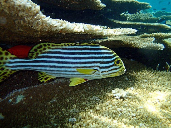 马尔代夫莉莉岛怎么玩,马尔代夫莉莉岛出海项目
