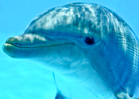 当一只企鹅感到寂寞时,它会X大地