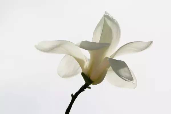 口腔摄影大片,口腔医生摄影