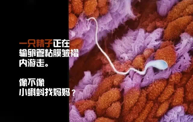 造人计划之前必须要做的几件事,造人是个很辛苦的事情