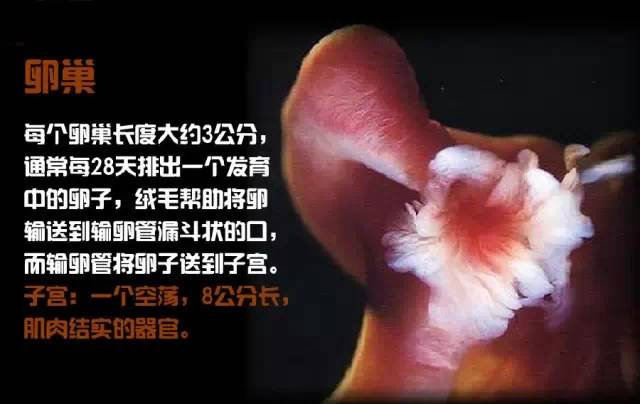 造人计划之前必须要做的几件事,造人是个很辛苦的事情