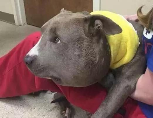 为啥流浪狗会突然发狂,流浪狗行为怪异