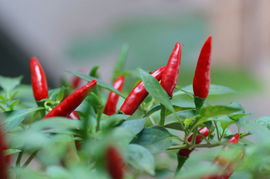 不辣小辣椒,小辣椒3青春版手机