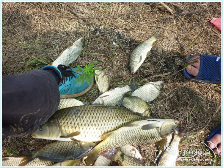 游钓中国丹江口市之行,游钓丹江300天