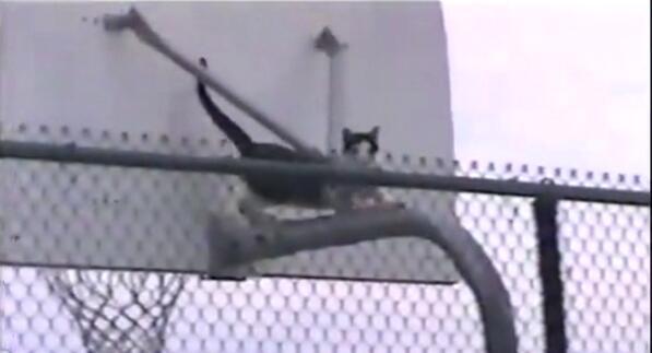 猫咪主动从高处跳下来不会受伤吗,猫咪从高处跳下来然后摔在了地上